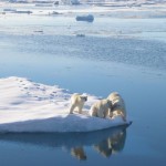 Polar bears: Doing fine, sunshine.